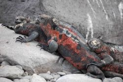 Marine iguana. Image