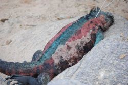 Marine iguana. Image