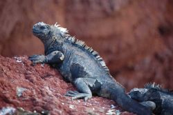 Marine iguana. Image