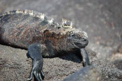 Marine iguana. Image