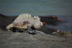 Marine iguana. Image