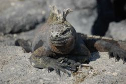 Marine iguana. Image