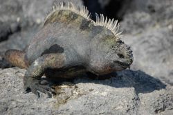 Marine iguana. Image