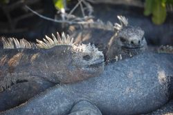 Marine iguanas. Image