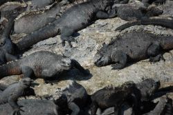 Marine iguanas. Image