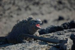 Marine iguanas. Image