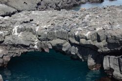 Marine iguanas. Image