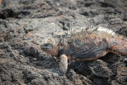 Marine iguana. Image