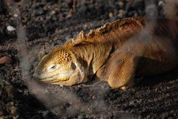 Land iguana. Image