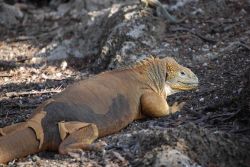 Land iguana. Image