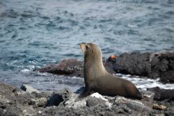 Fur seal. Image