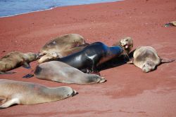 Bull sea lion amongst his harem. Image