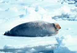 Bearded seal - Erignathus barbatus. Image