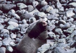 Northern fur seal - Callorhinus ursinus. Photo