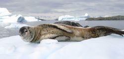 Leopard seal hauled out on the ice Image