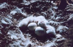 Chicks hatching. Image