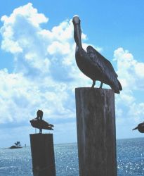 Pelicans perched on pilings. Image