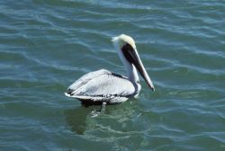 Pelican. Image