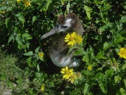 Albatross chick. Image