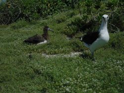 Laysan albatross. Image