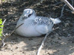 A tropic bird chick. Image