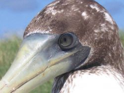 Brown booby. Image