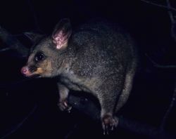 Marsupial mouse. Image