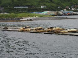 Steller sea lions (Eumetopias jubatus) hanging out in the Kodiak Harbor. Photo