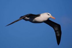 Black-browed albatross. Image