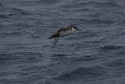 Greater shearwater. Image