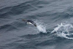 Macaroni penguin. Image