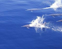 Dolphin (Stenella sp.) Image