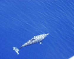 Dolphin (Stenella sp.) Image