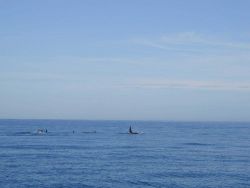 A pod of killer whales (Orcinus orca) . Image