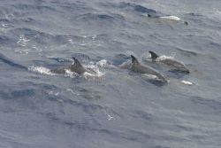 Dolphin. Image