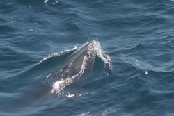 A rorqual whale photographed while beginning to surface. Image