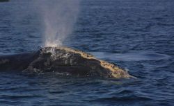 Gnarly-headed right whale. Image