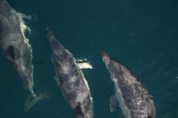 Dolphins. Photo