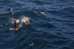 Dolphins. Photo