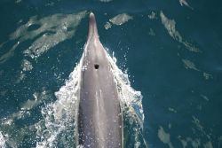 Dolphins. Photo