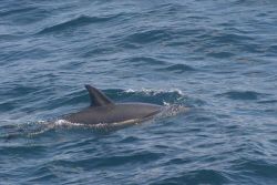 Dolphins. Photo