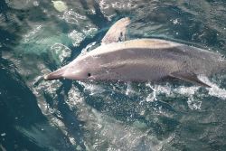 Dolphins. Photo