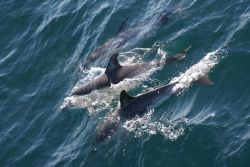Dolphins. Photo