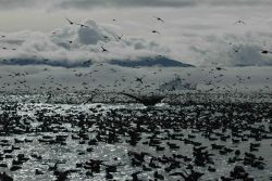 A magnificent profusion of life as a humpback whale dives amidst thousands of seabirds Image