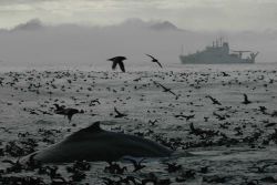 A magnificent profusion of life as a humpback whale surfaces amidst thousands of seabirds Image