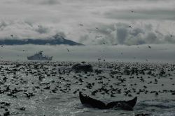 A magnificent profusion of life as a humpback whale dives amidst thousands of seabirds Image