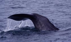 A sperm whale starting to dive in the Gulf of Alaska. Image