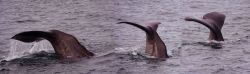 A sperm whale diving in the Gulf of Alaska Image