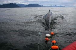 A satellite-tagged humpback whale entangled in gillnet surfaces in Chatham Strait while a rescue team prepares to cut it free. Image