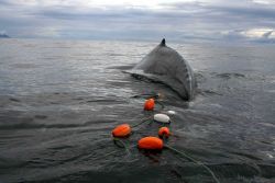 A satellite-tagged humpback whale entangled in gillnet surfaces in Chatham Strait while a rescue team prepares to cut it free. Image